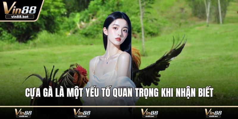 Cựa gà là một yếu tố quan trọng khi nhận biết