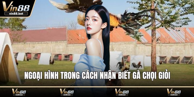 Ngoại hình trong cách nhận biết gà chọi giỏi