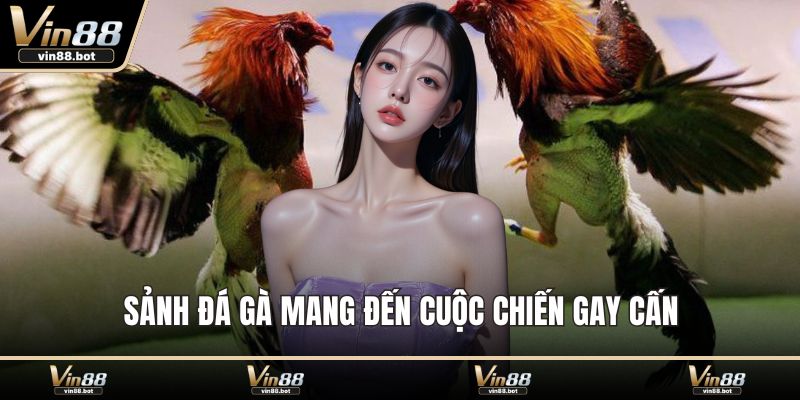 Sảnh đá gà mang đến cuộc chiến gay cấn