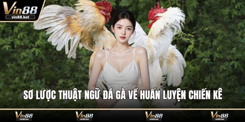 Sơ lược thuật ngữ đá gà về huấn luyện chiến kê