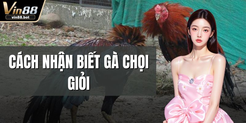 Cách nhận biết gà chọi giỏi